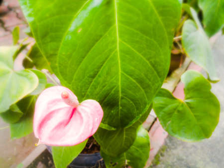 An Anthurium flower in its plant with rose color and with green large leaves in it.The leaf have a long vein through its center.The flower have a conjointed petals and a long spadix of white color.の写真素材