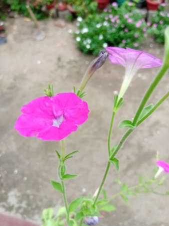 The closeup shot of a Beautiful purple shaded blossom in its plant with green color stem and leaves.The flower has a hollow at the center.の写真素材