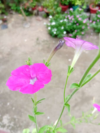 The closeup shot of a Beautiful purple shaded blossom in its plant with green color stem and leaves.The flower has a hollow center and a shrunken flower is near to it.の写真素材