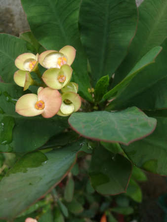 A Top angle view of a white Euphorbia flower with a water drop in the flower.The petals of the flower is also in focus.The leaves in green color is in shallow depth.の写真素材