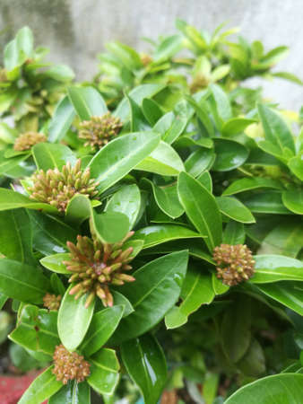 A Front angle view of ixora flower buds in a garden.The buds have sharp edges and the green leaves also have sharp edges.の写真素材