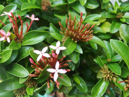 A Top angle view of ixora flower with its buds.The buds have sharp edges and the flowers have four petals.The leaves are green in color.の写真素材