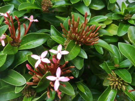 A Top angle view of an Ixora flower buds and flower.The flower buds are sharp edged.There are three blossom flowers in between.の写真素材