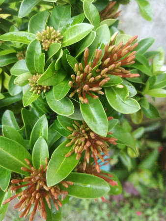 A closeup shot from top angle of an ixora flower buds in a bunch.The green leaves are impressive and the edges are sharp.の写真素材