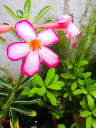 An Adenium pink flowers with white ad pink bordered petals.The flowers have hollow center.The leaves have green and yellow gradient color.The flowers are in focus.の写真素材