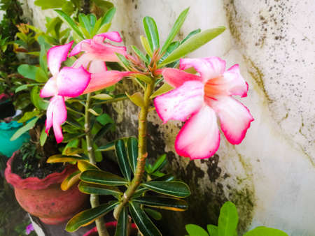 A Closeup shot of an adenium flower with white and pink bordered petals.The three flowers are attached at the top end of the plant.The flower has conjointed five petals.の写真素材