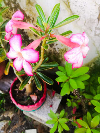 A Top angle view of an adenium pink flowers with green and yellow gradient leaves.The flower has a hollow center.Three flowers are attached to the top end of the plant.の写真素材
