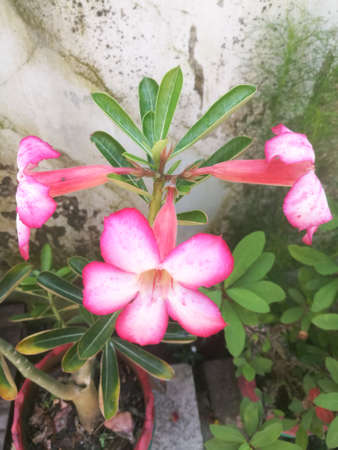 An Adenium flowers with white petals and pink color borders.The flowers have hollow center.Three flowers are from the top itself.の写真素材