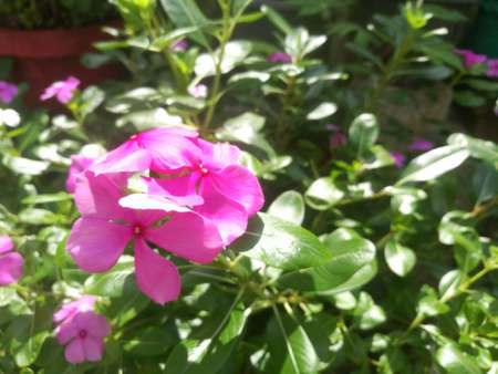 Beautiful pink colored flower with five petals in it.The flowers have pink petals and red dot at its center.Three flowers are standing very closer to each other.Their leaves are green and with yellow.の写真素材