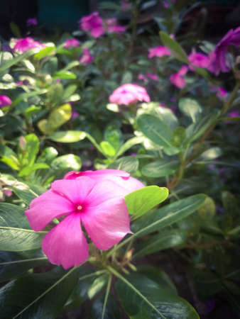 A Closeup shot of a pink flower with five petals.The flower has pink colored petals and red dot at its center.They have green leaves and yellow shaded on it.の写真素材