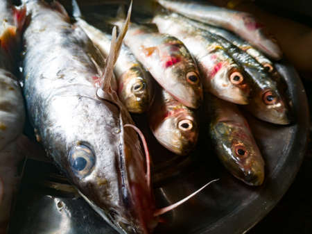 Raw fishes including sardine and catfishes in a plate.The sardine are small and catfishes are big enough.The fishes have opened eyes.Catfishes have large fins.Sardine are more in number.の写真素材