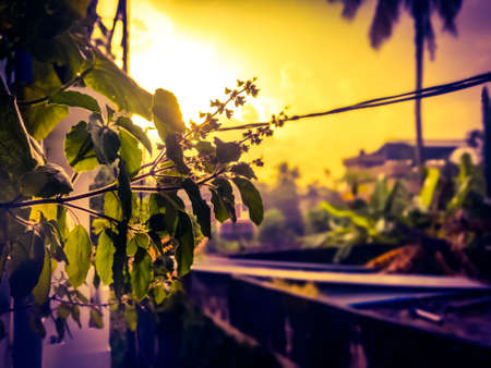An awesome picture of a raising sun through the leaves and seed strands of a tulasi plant.The seeds are clear and leaves are good to see.The background has a little violet shade.The background is blurの写真素材
