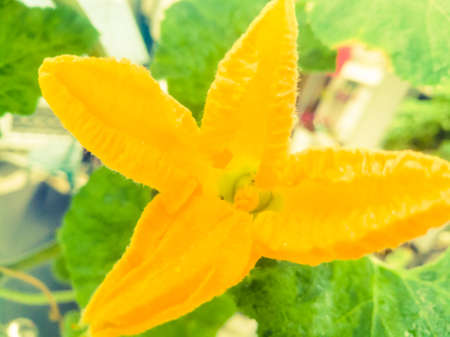 A Closeup shot of an yellow pumpkin flower.The flower has four petals on it.the petals are sharp at the tip.の写真素材