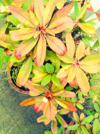 A Top angle view of Euphorbia flower plant with color shaded leaves.The leaves have red and green shades.The Euphorbia flower plant has a good leaf pattern from top.の写真素材