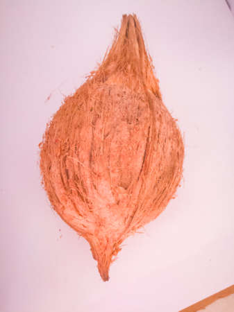 Onam special kerala coconut placed isolated in a white background without husk,The outer covering husk has removed and the end still has a part of it.The fibers are projecting out on its shell.の写真素材