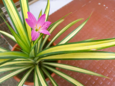 Beautiful Pink flower from a grass plant in a clay pot.The leaves have green and yellow color on it and the flower is pink in color.の写真素材