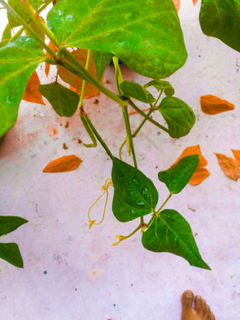 Leaves of a pea plant in a white background.The leaves are green colored and the dried leaves which are wet have orange color.The peas are hanging in the plant.の写真素材