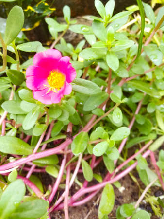 A Closeup shot of bedrose in rose color and with yellow pollen at the center.The leaves are green and small in size.The bedrose has small petals.の写真素材
