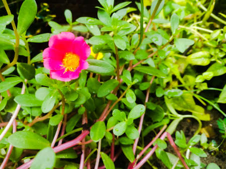A Closeup shot of bedrose in rose color and with yellow pollen at the center.The leaves are green and small in size.The bedrose has small petals.の写真素材