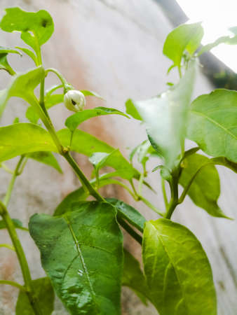 Chilli plant with white color flower and long green leaves in it.The leaves are long and with sharp...