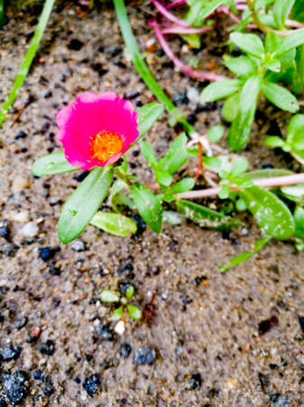 A Closeup shot of bedrose in rose color and with yellow pollen at the center.The leaves are green and small in size.The bedrose has small petals.の写真素材