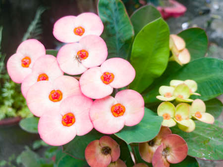 Euphorbia flowers with red color and green color leaves.The flowers have a red center with pollen grains on it.The flowers have two petals in it.の写真素材
