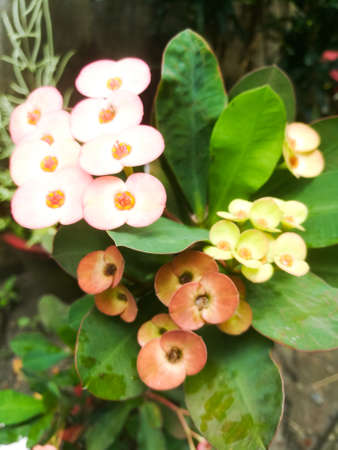 Euphorbia flowers with red color and green color leaves.The flowers have a red center with pollen grains on it.The flowers have two petals in it.の写真素材