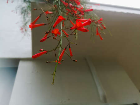 Red flowers hanging from the roof top.The flowers are numerous and they are long.They are jointed to a single main stem.The flowers are in focus.の写真素材