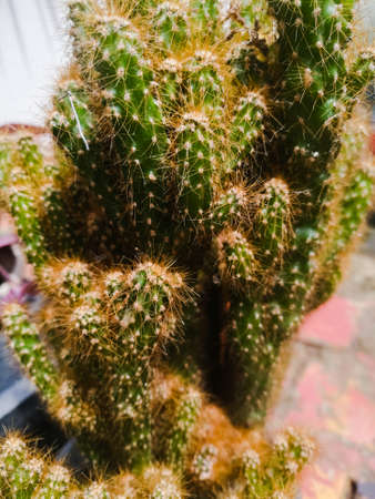 Cactus plant of miniature in a pot with small spines and thorns in it.The main stem has green color and the spines have yellow and light color.The stems are broad than spine.の写真素材