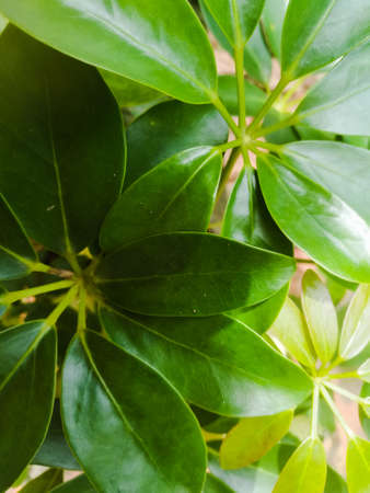 Green leaves scenery of a plant from top angle.The leaves are dark green and light green colored.The leaves have oval shape.The center veins in the leaf is visible.の写真素材