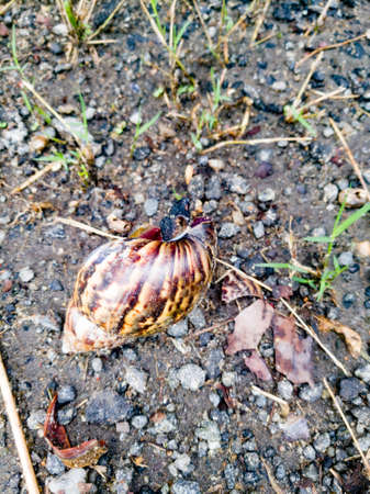 African snail and its empty shell lying on the ground.The shell is big enough than the normal sized snail.The shell has different design and colors on it.の写真素材