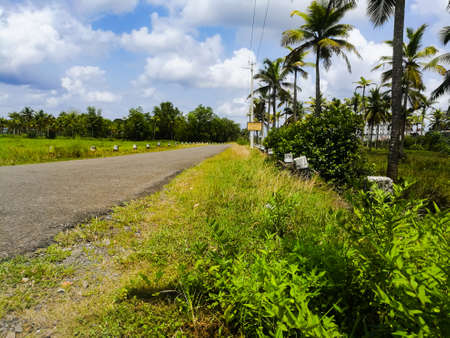 Green fields and coconut trees under cloudy white sky.The trees are dark green colored and fields are light green colored.Can also see road near to it.の写真素材