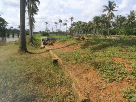 Ducks are coming down from their shelter to the lake for swimming near to the fields.The ducks are in a group of more than two and they are moving in a line.There are coconut trees near to the lake.の写真素材
