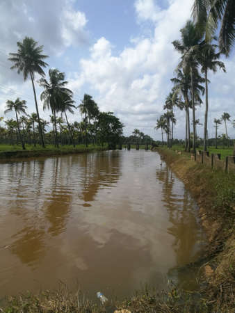 Nature long lakes with coconut trees at bank and floating ducks in it.The coconut trees are standing in a line on both sides of the lake.The sky has clear white clouds and the banks are well build.の写真素材