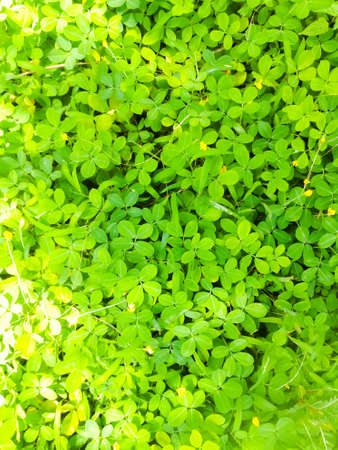 Background of Green small leaves and yellow flowers in it.The leaves are small and oval in shape.Each plant has four leaves at its top end.の写真素材