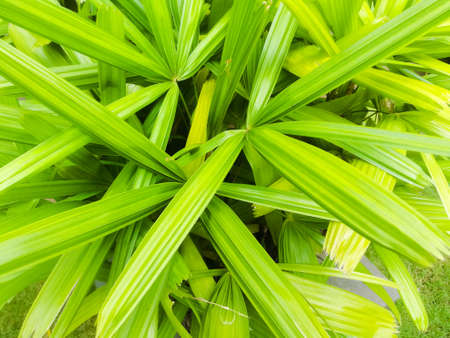 Background of Long green leaves at close look.The leaves are long and are three in number at each end of a stalk.The leaves have long lines on it.の写真素材