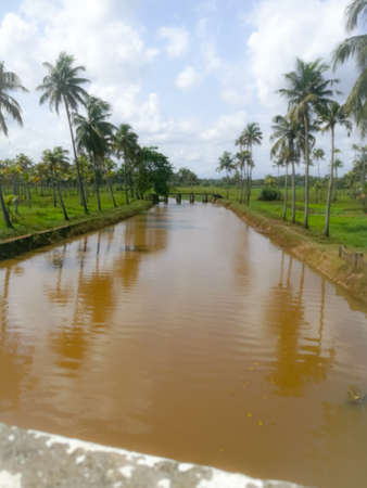 Nature long lakes with coconut trees at bank and floating ducks in it.The coconut trees are standing in a line on both sides of the lake.The sky has clear white clouds and the banks are well build.の写真素材