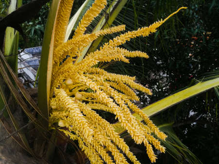 The front view of a coconut tree flower having both male and female flowers from the spathe.Can see the flowers developed in the coconut tree.Behind that can see the tender coconuts also.の写真素材