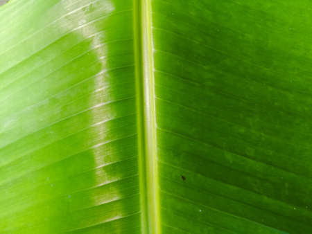 Green Banana leaf closeup shot with lines on it.The leaf is broad and have lines towards the ends from the center grooved portion.The leaf surface is smooth and shiny.の写真素材