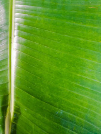 Green Banana leaf closeup shot with lines on it.The leaf is broad and have lines towards the ends from the center grooved portion.The leaf surface is smooth and shiny.の写真素材