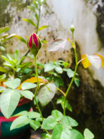 Red rose bud at a closeup shot with long stalk and green leaves.The bud has red and green colors on it.The flower has red petals in bud condition and that has a green covering.の写真素材
