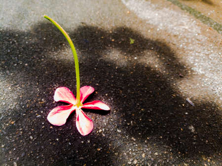 A Pink flower fallen on the ground in up down position.The flower has five petals and have long stalk.The petals are small and have broad end.Long stalk has green color.の写真素材