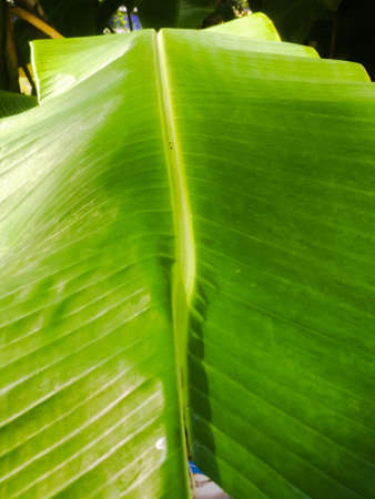Green Banana leaf closeup shot with lines on it.The leaf is broad and have lines towards the ends from the center grooved portion.The leaf surface is smooth and shiny.の写真素材