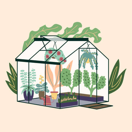 Glass modern greenhouse with garden plants. Garden curly ivy and flower pots. Winter glass garden, house greenhouse with plantation. The room is in green. Gardening on the plot. Vectorのイラスト素材