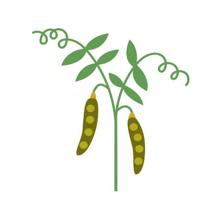 Green harvest stalk peasのイラスト素材