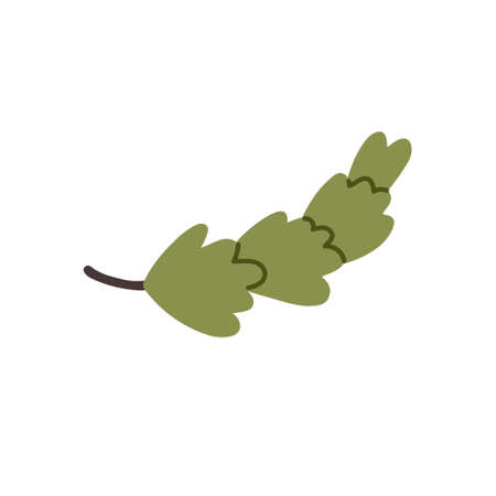 Green fluffy spruce branchのイラスト素材