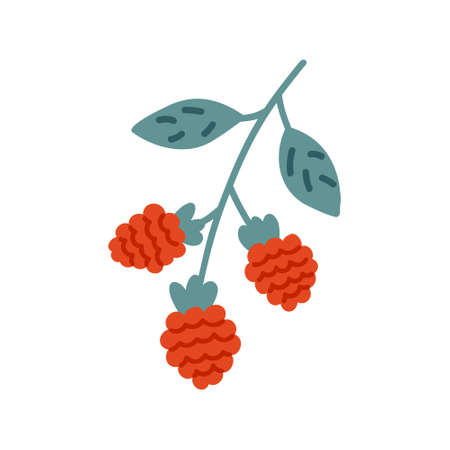 Red raspberryのイラスト素材