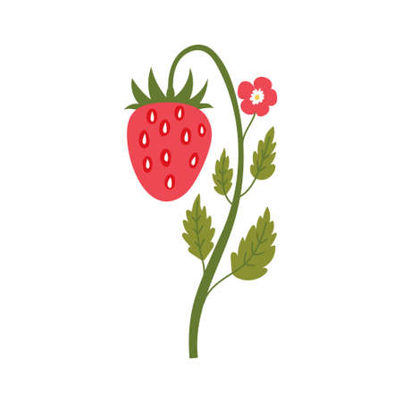 strawberry plantのイラスト素材