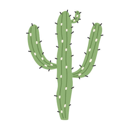 Salad green cactus. Doodle hand drawn western plant element naive vector art on white isolated backgroundのイラスト素材