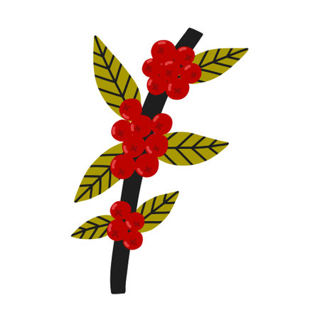 Coffee cherry berries on a branch. Hand drawn kids vector illustration in doodle styleのイラスト素材